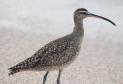 [Whimbrel]