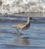 [Willet]