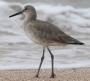 [Willet]