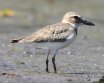 [Wilson's Plover]