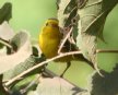 [Wilson's Warbler]