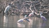 [Wood Stork]