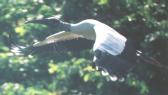 [Wood Stork]