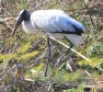 [Wood Stork]