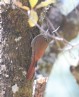 [White-striped Woodcreeper]