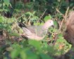 [White-tipped Dove]