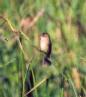 [White-throated Flycatcher]