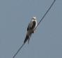 [White-tailed Kite]