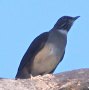 [White-throated Thrush]