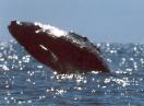 [Humpback whale]