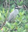 [Yellow-crowned Night-Heron]