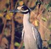 [Yellow-crowned Night-Heron]