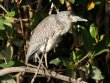 [Yellow-crowned Night Heron]