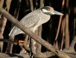 [Yellow-crowned Night Heron]