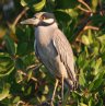 [Yellow-crowned Night Heron]