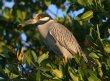 [Yellow-crowned Night Heron]