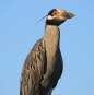 [Yellow-crowned Night Heron]