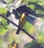 [Yellow Grosbeak]