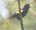[Yellow-winged Cacique]
