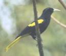 [Yellow-winged Cacique]