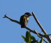 [Yellow-winged Cacique]