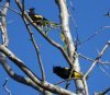 [Yellow-winged Cacique]