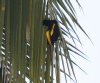 [Yellow-winged Cacique]