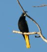 [Yellow-winged Cacique]