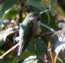 [Bumblebee Hummingbird]