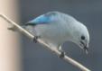 [Blue-grey Tanager]