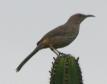 [Curved-billed Thrasher]