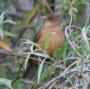 [Clay-colored Robin]