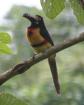 [Collared Aracari]