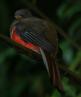 [Collared Trogon]