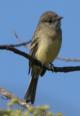 [Dusky Flycatcher]