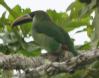 [Emerald Toucanet]