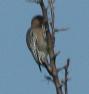 [Grey-breasted Woodpecker]