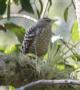 [Grey-barred Wren]