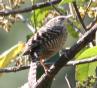 [Grey-barred Wren]