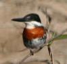 [Green Kingfisher]