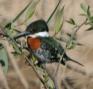 [Green Kingfisher]