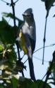 [Grey-silky Flycatcher]