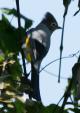 [Grey-silky Flycatcher]