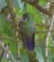 [Garnet-throated Hummingbird]
