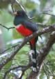 [Mountain Trogon]