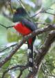 [Mountain Trogon]