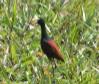 [Northern Jacana]