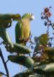 [Olive-throated Parakeet]