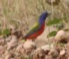 [Painted Bunting]