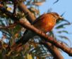 [rufous-backed Robin]